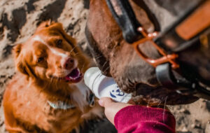 Doggy Roller