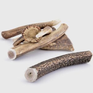 Bois de cerf entier L